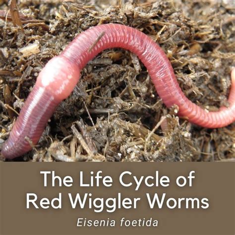 We all know that Red Wiggler worms (Eisenia foetida) are amongst the most popular worm specie in ...