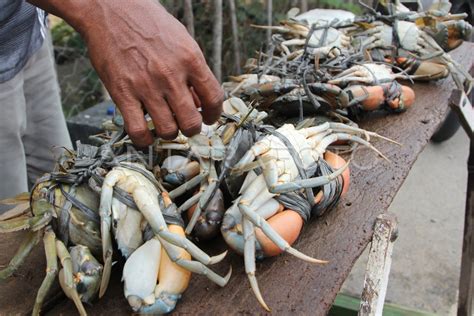 Kepiting Bakau Ekspor Antara Foto