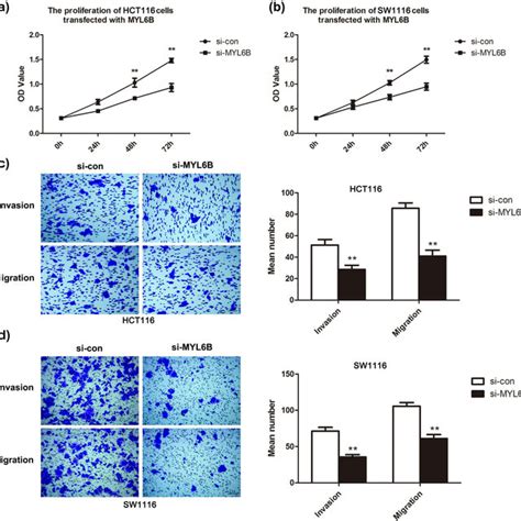 Myl6b Knockdown Suppressed Cell Proliferation Migration And Invasion