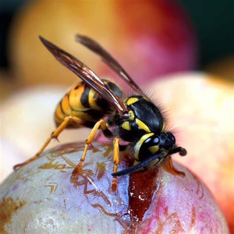 Signs Of A Wasp Sting Allergy With Pictures Ehow