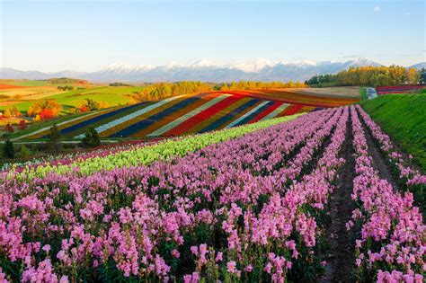 Best Things To Do In Hokkaido What Is Hokkaido Most Famous For