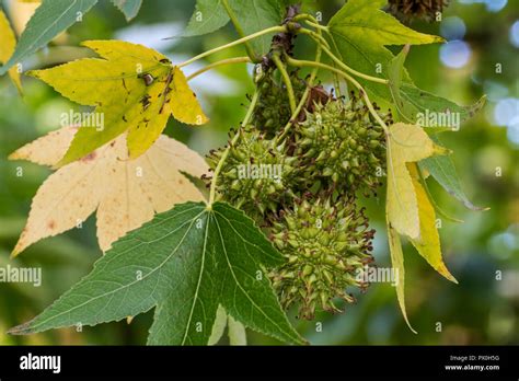 Liquidambar Styraciflua Paarl Fotos Und Bildmaterial In Hoher