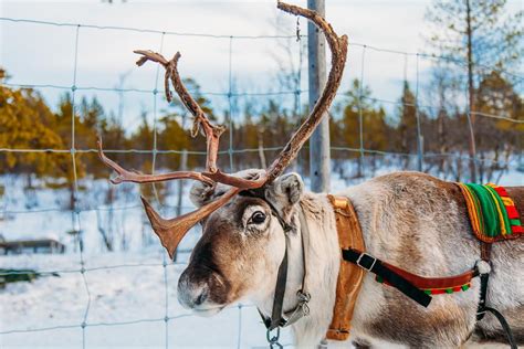 16 Photos Of Reindeer Because Reindeer Heart My Backpack