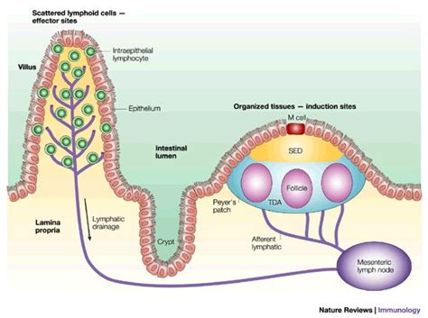 「Lymphatic/Immune system」のおすすめ画像 873 件 | Pinterest | 免疫療法、ウェブサイト、ジム