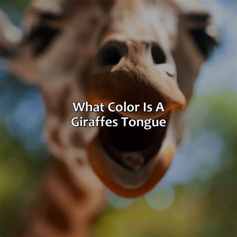 What Color Is A Giraffes Tongue - Branding Mates