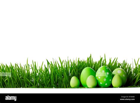 Painted Easter eggs hidden in the grass, isolated on white with copy ... 
