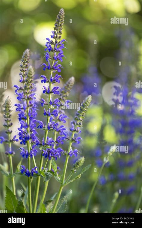 Ornamental Sage High Resolution Stock Photography And Images Alamy
