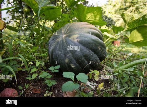 Cucurbit (Cucurbita moschata), Stuttgart, Baden-Wuerttemberg Stock ...