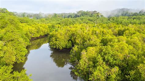 Full Day Sepilok Orang Utan Sun Bear Fire Flies Mangrove Cruise