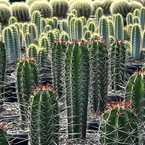 Exotic Nursery Pachycereus Pecten Aboriginum And Pilocereus Azureus