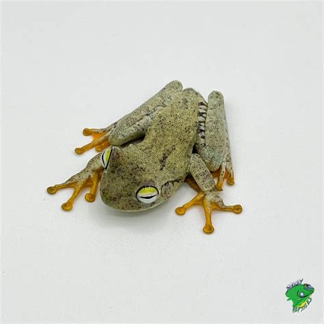 Whites Tree Frog Juvenile To Adult Strictly Reptiles Inc