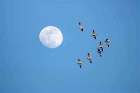 70 Swans Fly Moon Sky Birds Stock Photos Pictures And Royalty Free