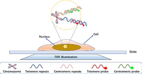 Schematic Illustration Of The Working Mechanism Of Dna Paint Based In