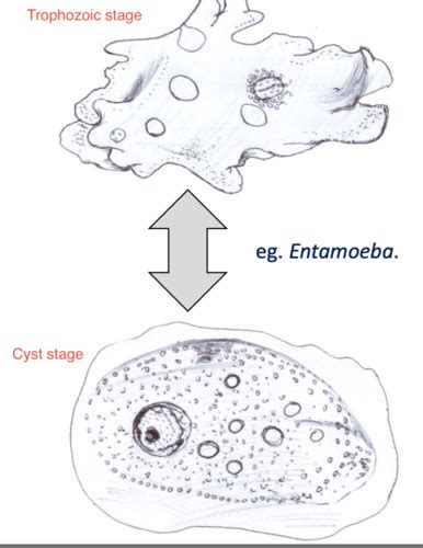 Pa89 Introduction To Protozoa As Parasites Coccidian Flashcards