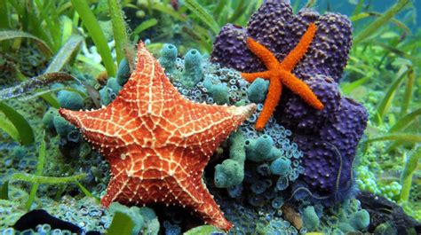 5 Examples of Echinoderms | Free Biology Notes - Rajus Biology