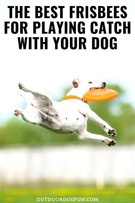 The Best Frisbee For Playing Catch With Your Dog Best Frisbee