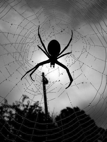 Pin By Marina Nascimento On INSETOS Spider Art Spider Spider Web