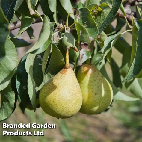 Dwarf Quince Trees Miniature Fruit Trees Fruit Expert