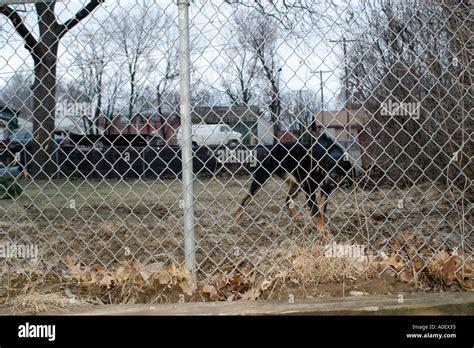 Junkyard dog hi-res stock photography and images - Alamy