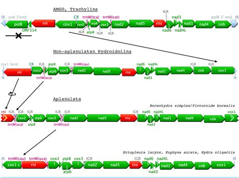 Predicted Evolution Of The Mitochondrial Genome Organization In