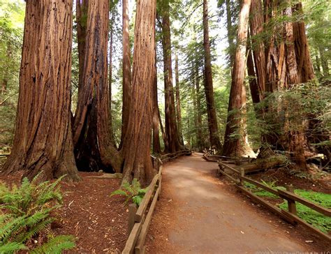 Walking Among The California Redwood Trees Muir Woods National