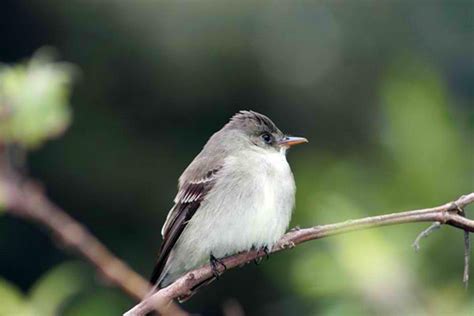 Eastern Wood-Pewee: Ross Biological Reserve:Purdue University