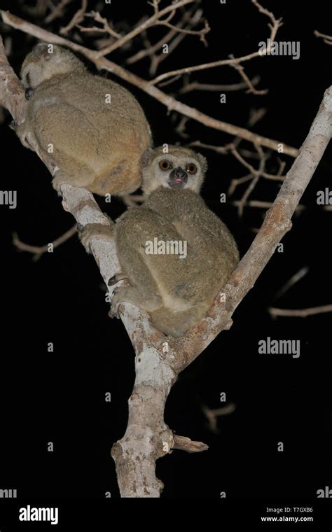 Western Woolly Lemur Or Western Avahi Avahi Occidentalis Is A Species