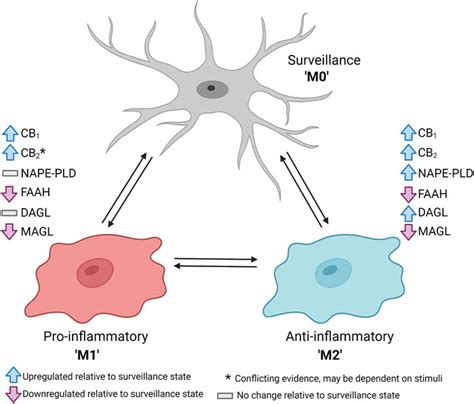 Frontiers The Dynamic Role Of Microglia And The Endocannabinoid