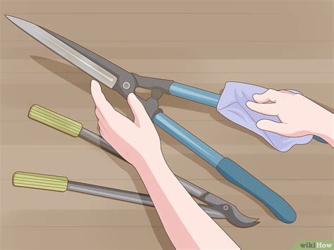 Como Podar uma Árvore 13 Passos Imagens wikiHow