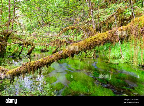 Hall Of Mosses In The Hoh Rainforest Of Olympic National Park