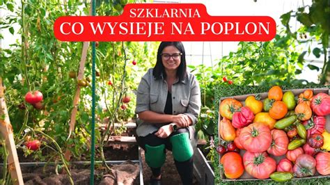 Poplon w szklarni SZKLARNIA co wysieje na jesień Uprawa warzyw