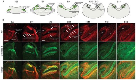 Frontiers Axonal Cleaved Caspase 3 Regulates Axon Targeting And