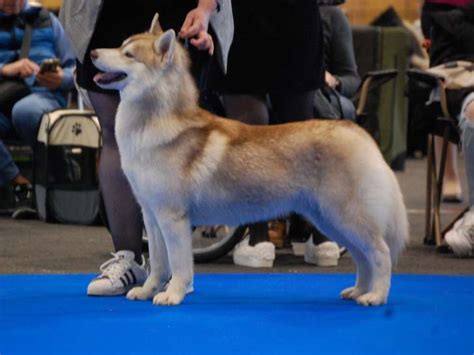 Jeune mâle Husky Sibérien LOF disponible pour saillie Petite Annonce