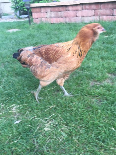 Two 16 Week Old Easter Eggers Hen Or Roo BackYard Chickens Learn