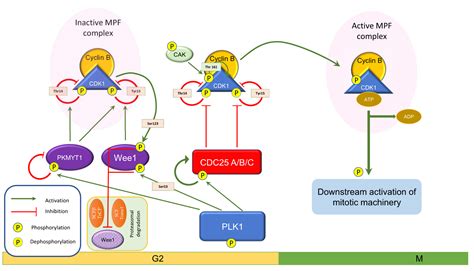 Ijms Free Full Text Wee Kinase A Potential Target To Overcome