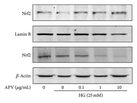 A Effect Of Apv On High Glucose Induced Expression Of Nrf And