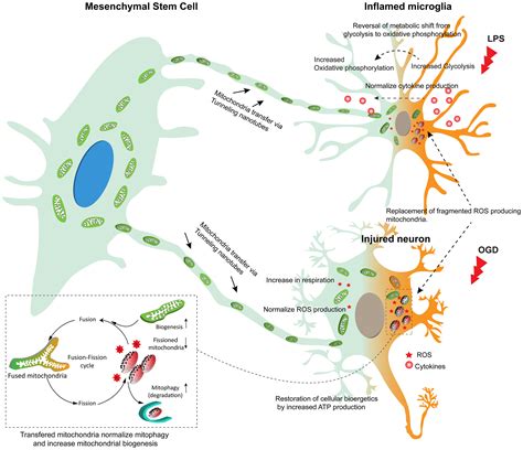 Neuroprotection Offered By Mesenchymal Stem Cells In Perinatal Brain