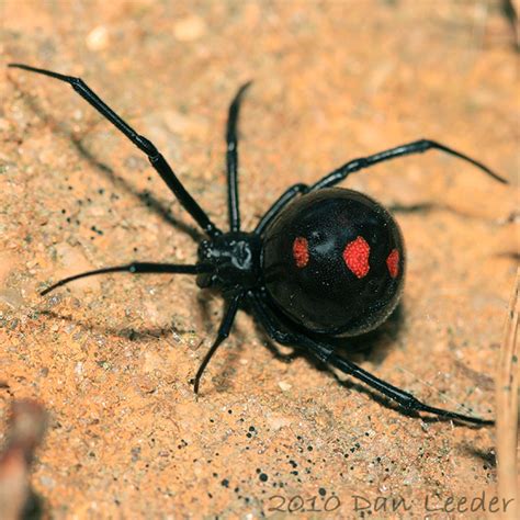 Northern Black Widow - Latrodectus variolus - BugGuide.Net