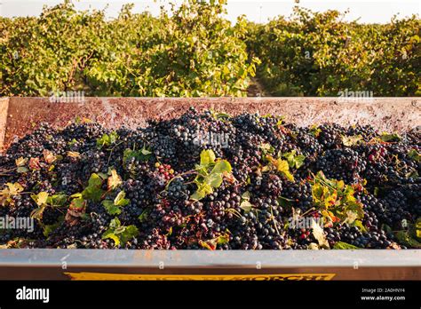 Picking grapes italy hi-res stock photography and images - Alamy