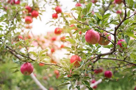 19 Best Apple Tree Varieties (with a Guide to Flowering Groups ...