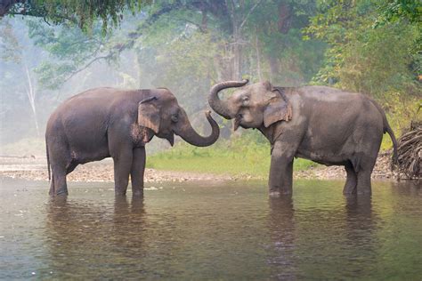 Private Tour Elephant Camp And Orchid Garden Half Day In Chiang Mai