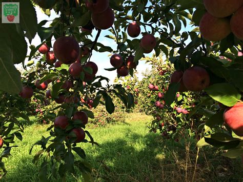 Beneath The Empire Apple Trees At Orchard Home Farm Apple And Pear