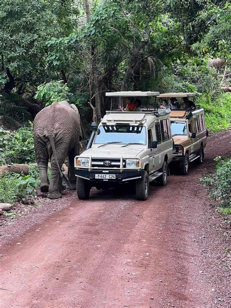 Lappet Faced Safaris Tanzania Safaris