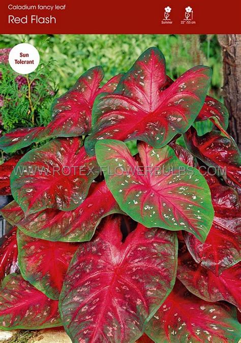 Caladium Fancy Leaved Red Flash No P Carton Rotex