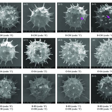 Twelve Pollen Traits And Their Codes For Hibiscus Syriacus Download