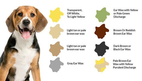 What Do Dog Ear Wax Colors Mean? – PawSafe