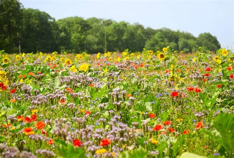 Blomstrende Eng N R Skov Kant Med Masser Af Forskellige Urter Og