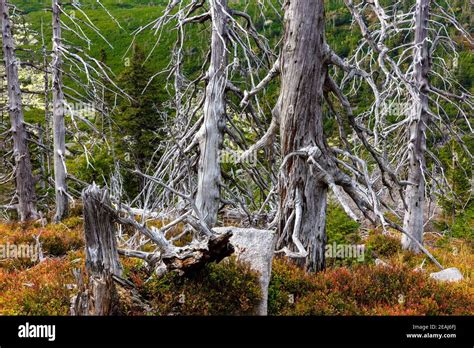 Sudetes, the Karkonosze Mountains, Poland Stock Photo - Alamy