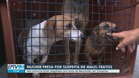 Mulher Presa Suspeita De Maus Tratos A Cachorros Em Campinas