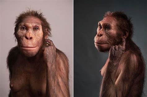 Australopithecus Sediba Spesies Peralihan Dan Mata Rantai Yang Hilang